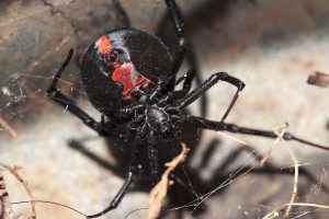 1024px-Red_back_underside-300x200.jpg