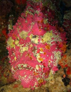 464px-Synanceia_verrucosa-232x300.jpg