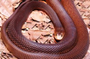 800px-Coastal-Taipan-300x197.jpg
