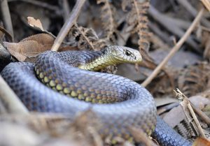 800px-Highlands_Copperhead_21677870211-300x209.jpg