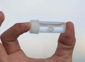 800px-Irukandji-jellyfish-queensland-australia-300x217.jpg