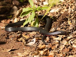 800px-Pseudechis_porphyriacus_35307320466-300x225.jpg