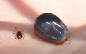 800px-Tick_before_and_after_feeding-300x189.jpg