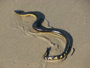 Pelamis_platura_Costa_Rica-300x225.jpg