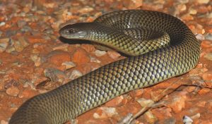 Pseudechis_australis_ugmedia-300x176.jpg