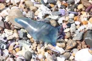 bluebottle-570956-300x200.jpg