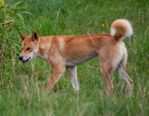 fraser-island-dingo-4423593-300x235.jpg