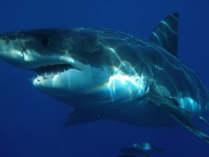 great-white-shark-398276-300x225.jpg
