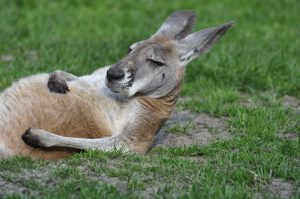 kangaroo-1995843-300x199.jpg