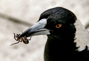 magpie-846146-300x207.jpg