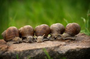 snail-2983235-2-300x199.jpg