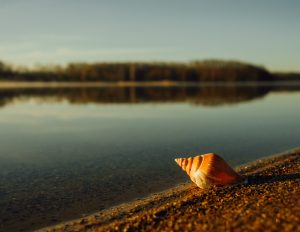 snail-shell-801814-300x232.jpg