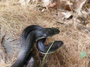 snake-2444295-300x225.jpg