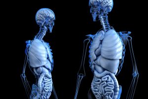 anatomical-2261006-300x200.jpg
