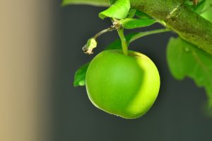 apple-1532055-300x199.jpg