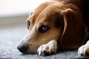 beagle-1248768_1920-300x200.jpg