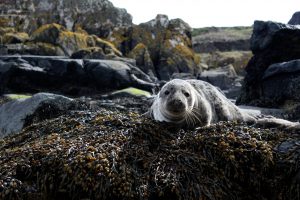 closeup-photo-of-sea-lion-on-brown-rock-1045075-300x200.jpg