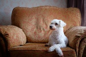 dog-4226678_1920-300x200.jpg