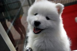 puppy-17473-300x201.jpg