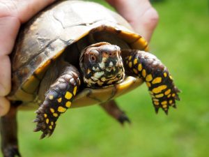 turtle-1531367_1920-300x225.jpg