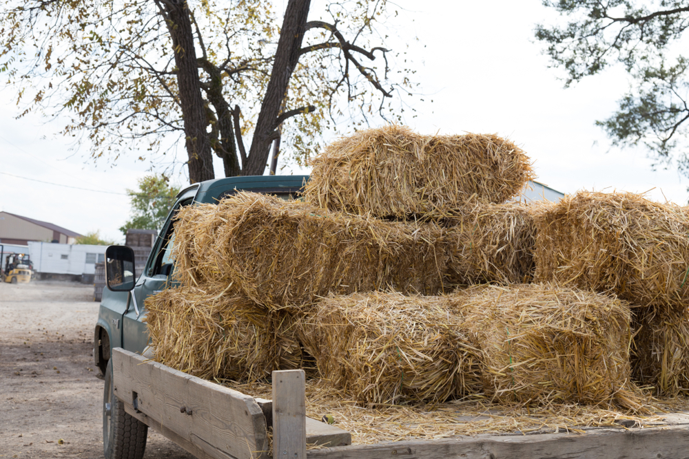 Creepy Encounters facts