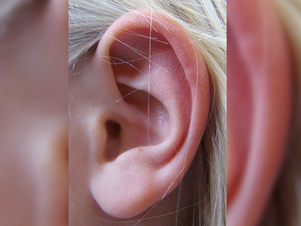 800px-Earcov-resize.jpg.optimal.jpg