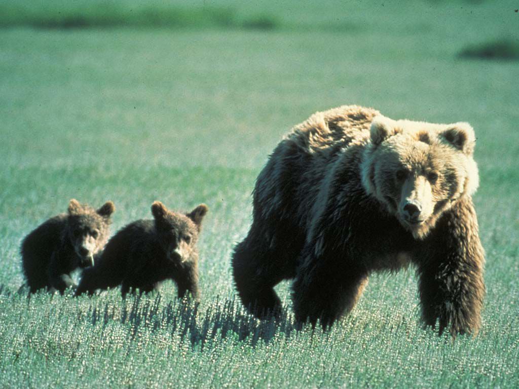 resize1_Grizzly_Bear_Family_in_Glacier_National_Park.jpg.optimal.jpg