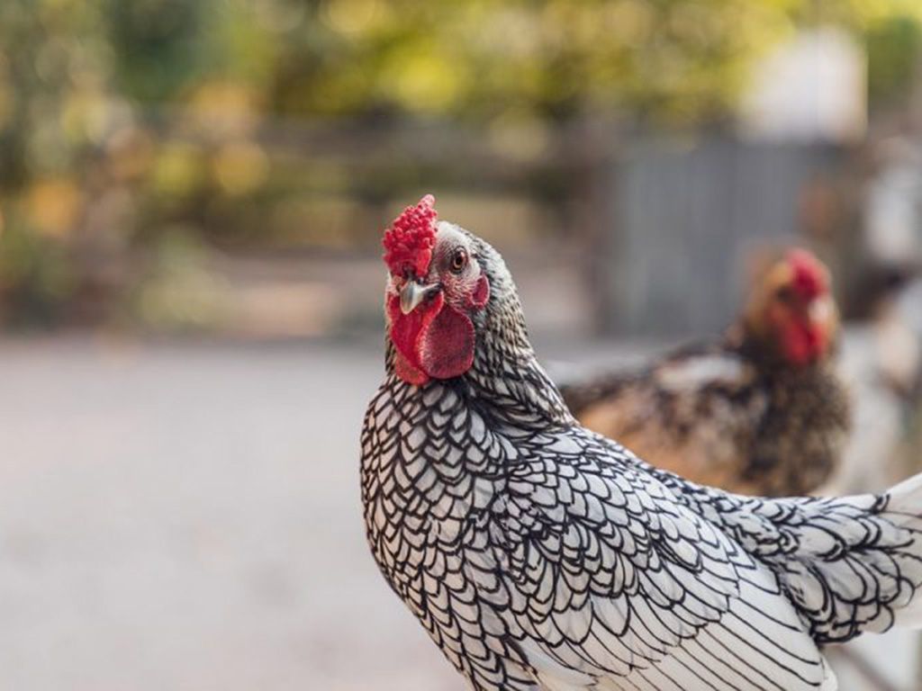 resizeChickens-Bird-Poultry-Chicken-Animal-Cattle-3741195-768x512-1.jpg.optimal.jpg