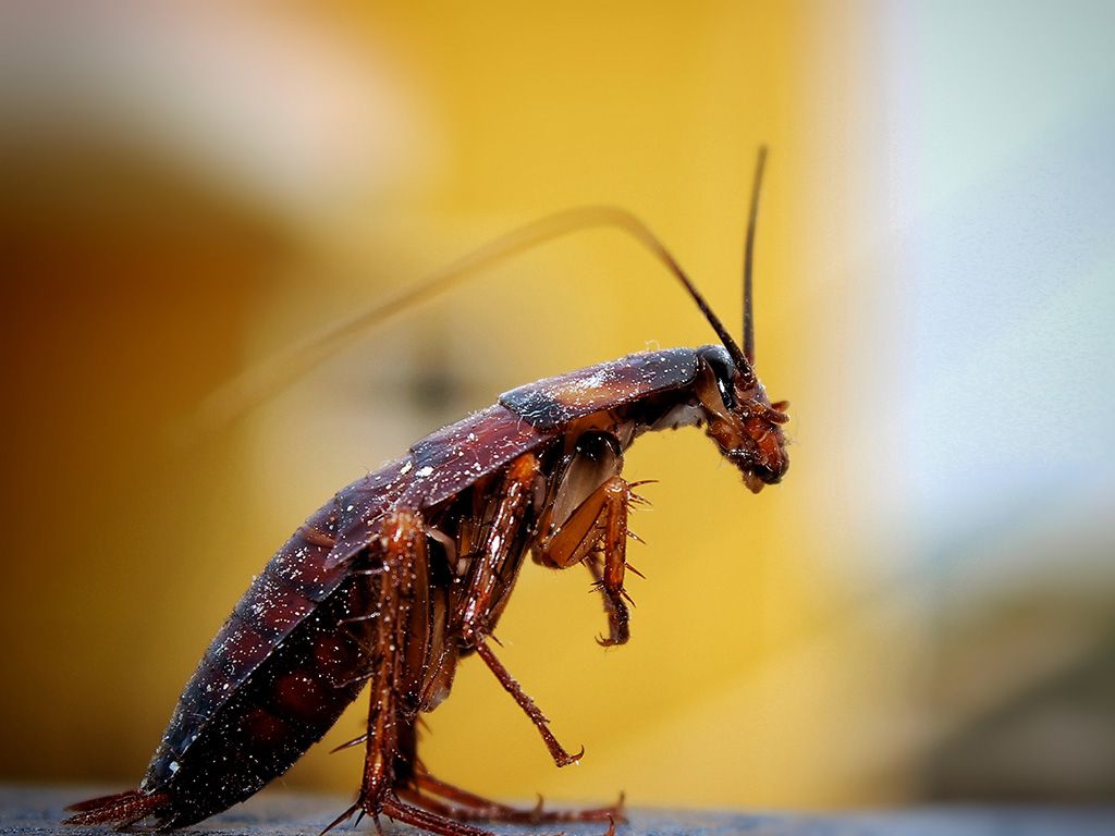 resizecockroach-insect-insects-620146.jpg.optimal.jpg