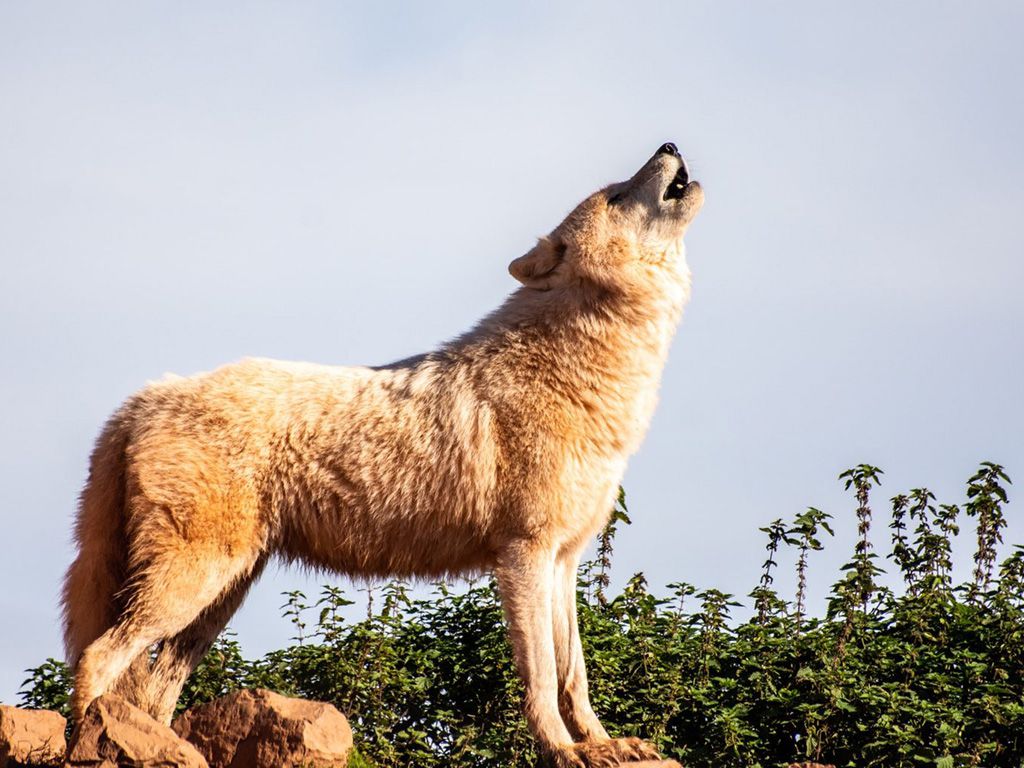 resizedarren-welsh-zBU8dMscx4M-unsplash-1536x1024-1.jpg.optimal.jpg