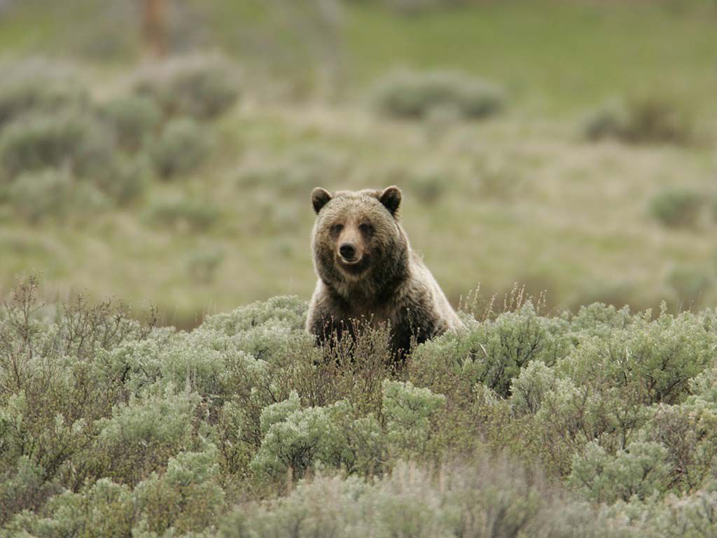 resizegrizzly-bear-869223_1920.jpg.optimal.jpg