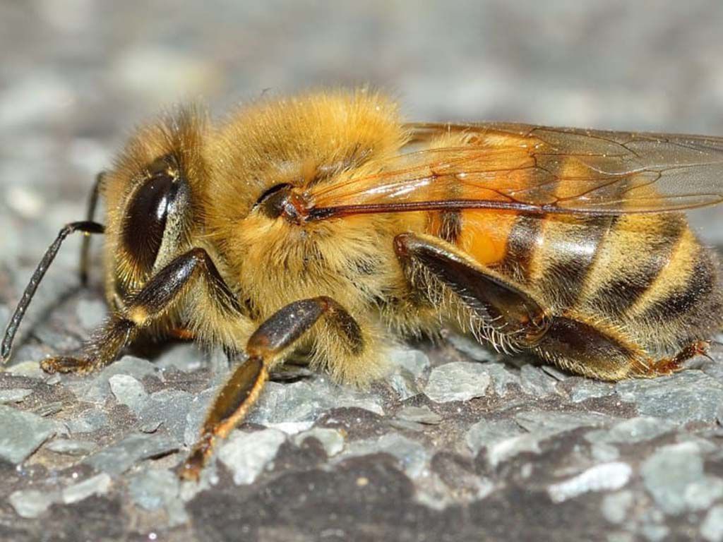 resizeinsects-hymenoptera-apis-mellifera-wallpaper-preview.jpg.optimal.jpg