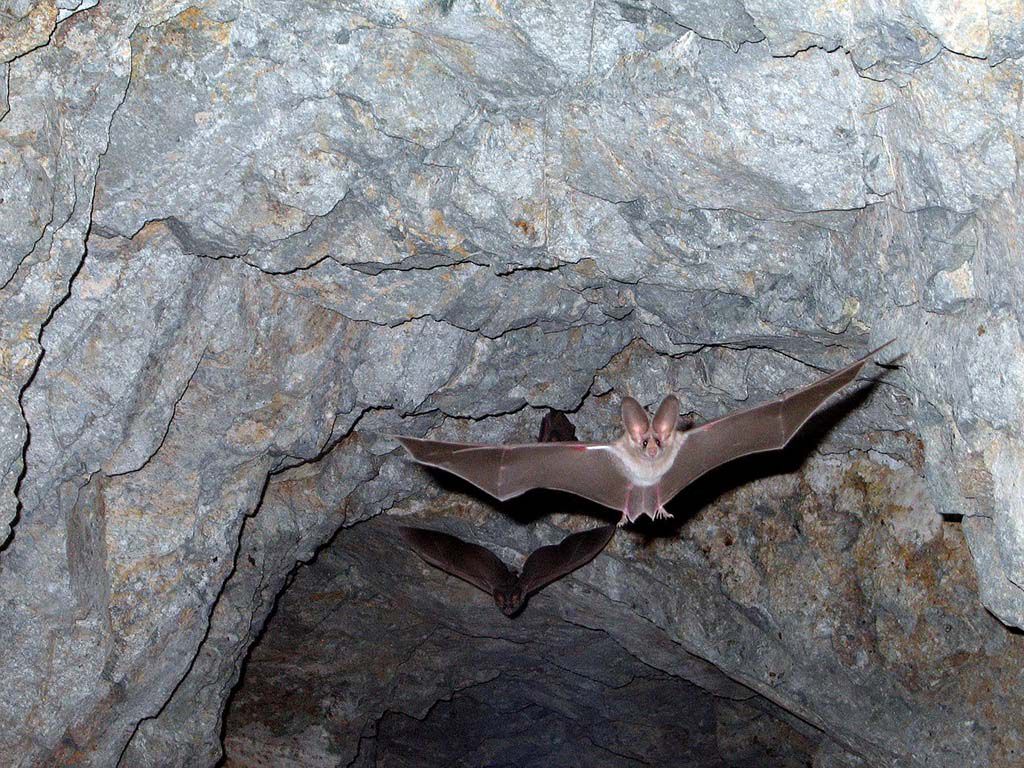 resizeleaf-nosed-bats-1575051_1280-1551570164409.jpg.optimal.jpg