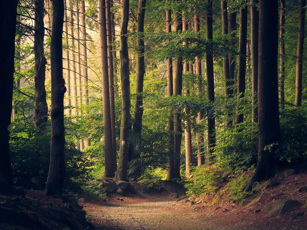 resizelukasz-szmigiel-jFCViYFYcus-unsplash-1536x1023-1.jpg.optimal.jpg
