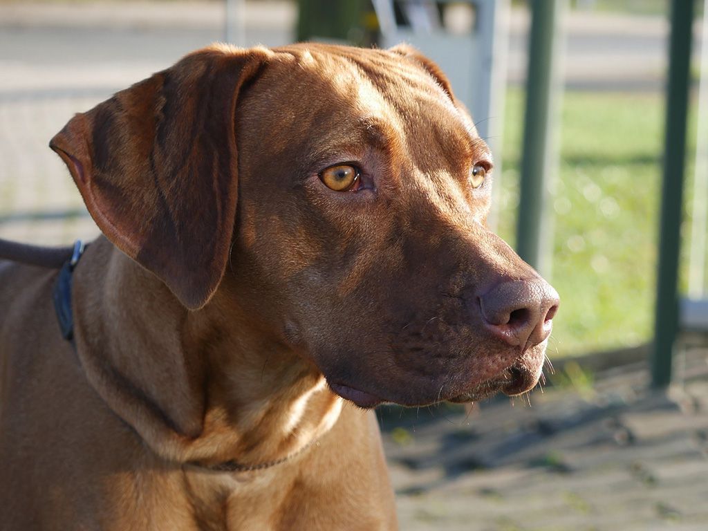 resizerhodesian-ridgeback-1357615_1920.jpg.optimal.jpg