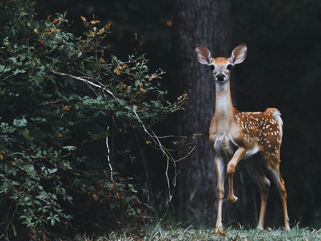 resizescott-carroll-favQn8WgRyk-unsplash-1536x1024-1.jpg.optimal.jpg