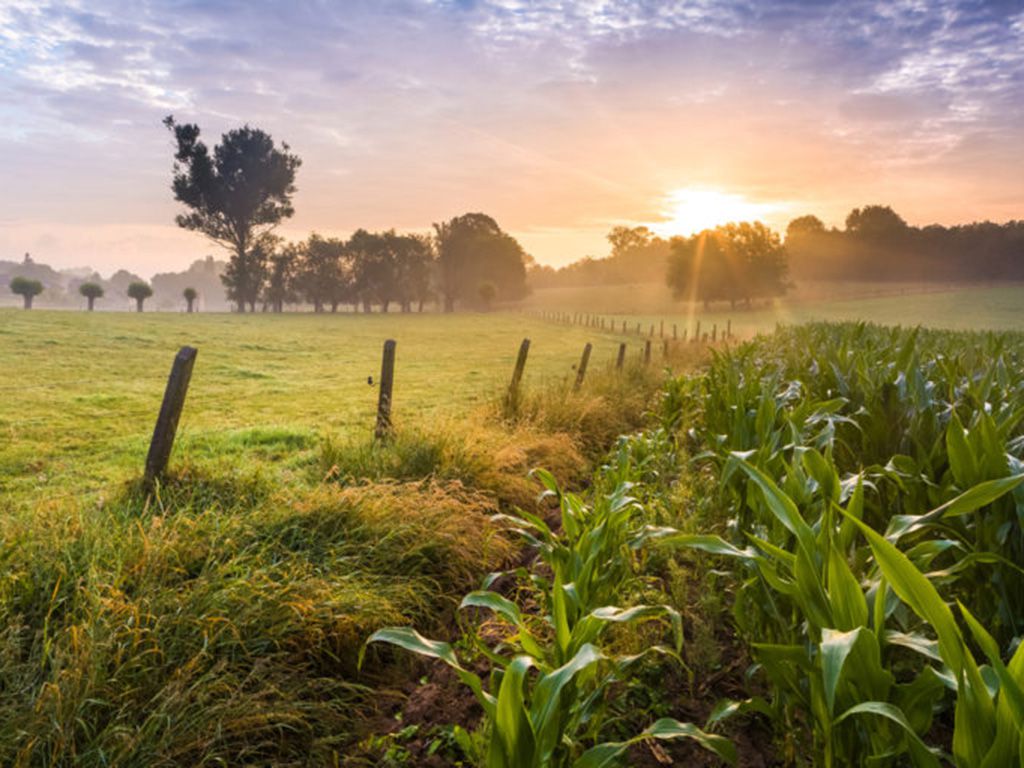 resizeshutterstock_231603007-768x512-1.jpg.optimal.jpg