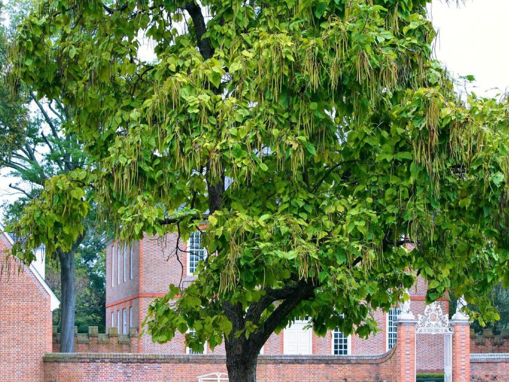 tree-2-tree-nature-plant-flower-trunk-environment-1145619-pxhere.com_-1536x1024-1.jpg.optimal.jpg
