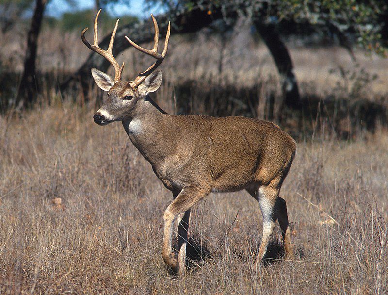 800px-White-tailed_deer.jpg.optimal.jpg