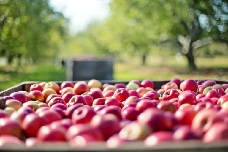 apple-tree-nature-blossom-plant-farm-847099-pxhere.com_-768x512-1.jpg.optimal.jpg