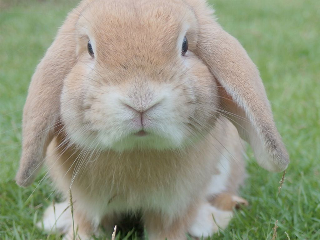 resizepre_2020-04_Bunny-Ears-Down_Presents-don-page_Save-the-easter-bunny_924x600_NC-Unsplash_SGOettge.jpg.optimal.jpg
